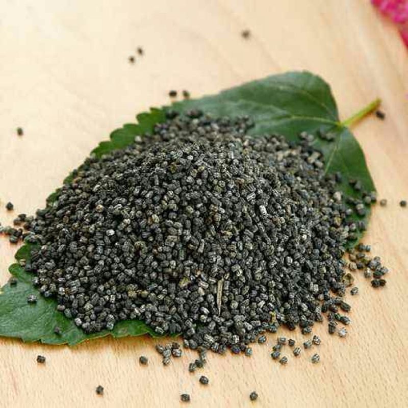 沙蚕