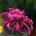 菊花苗