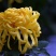 菊花苗