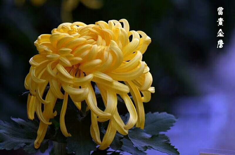 菊花苗