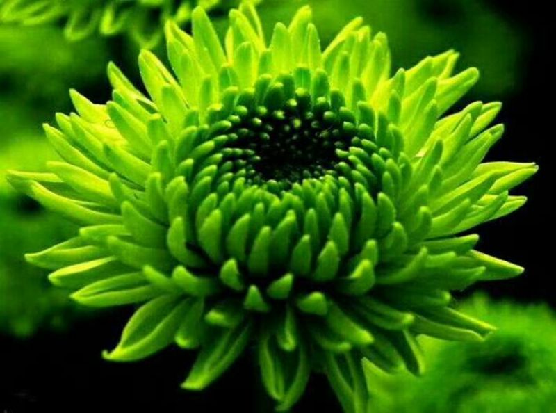 菊花苗