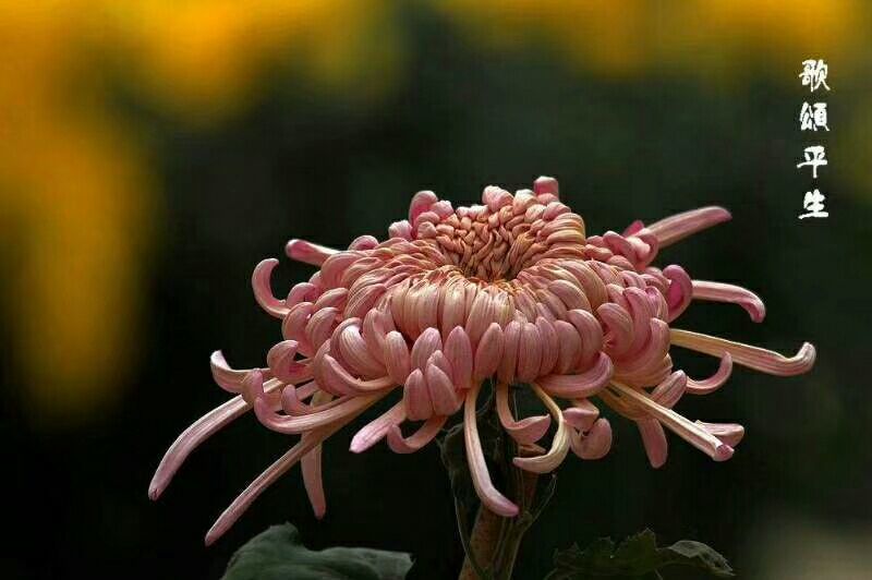 菊花苗