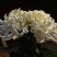 菊花苗