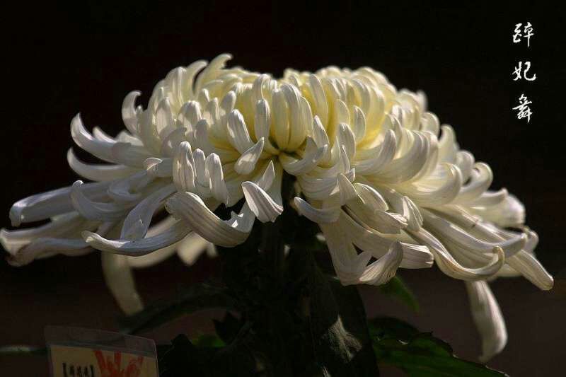 菊花苗