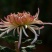 菊花苗