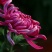 菊花苗