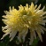 菊花苗