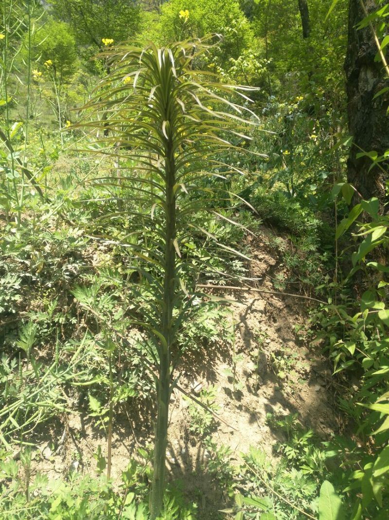鲜百合大包药食两用