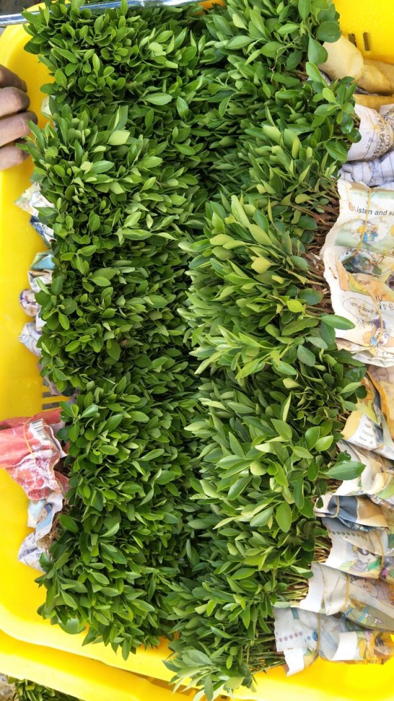酸柑苗30cm以下