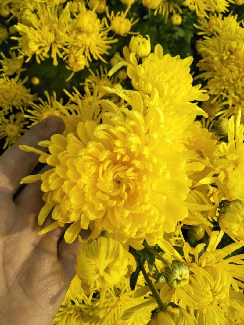 菊花苗
