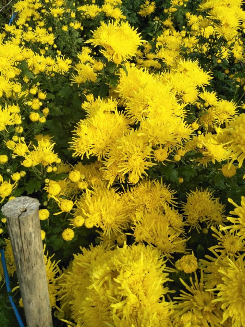 菊花苗