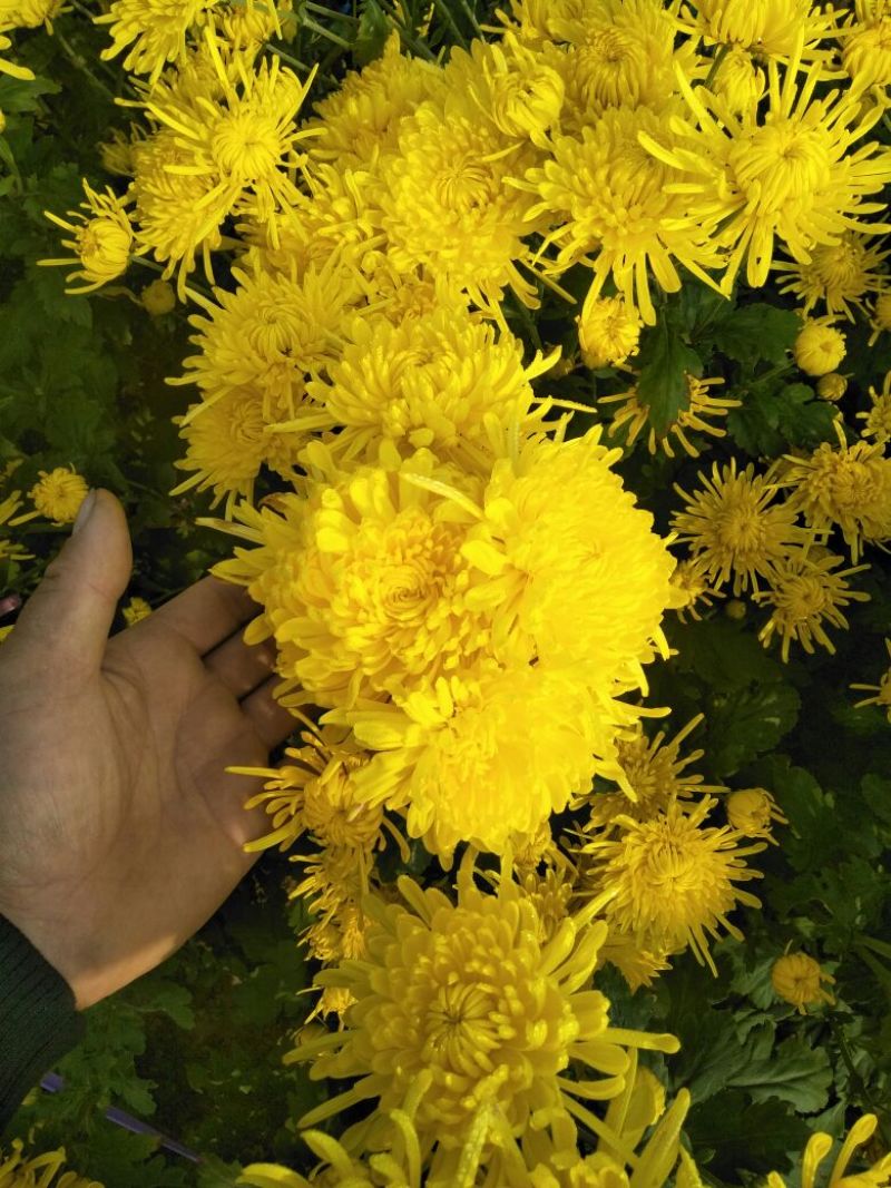 菊花苗