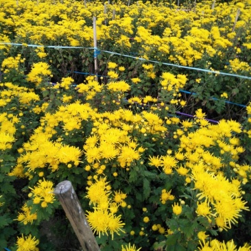 菊花苗