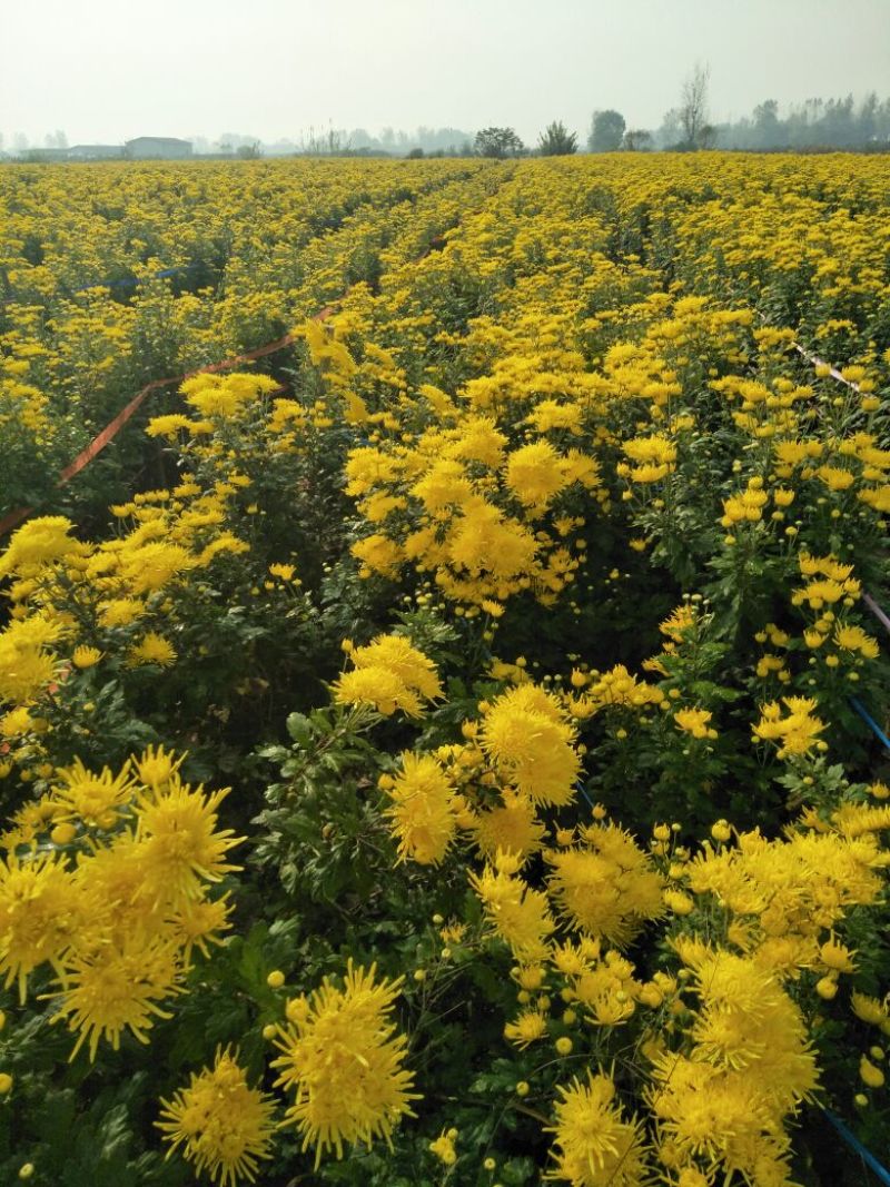 菊花苗
