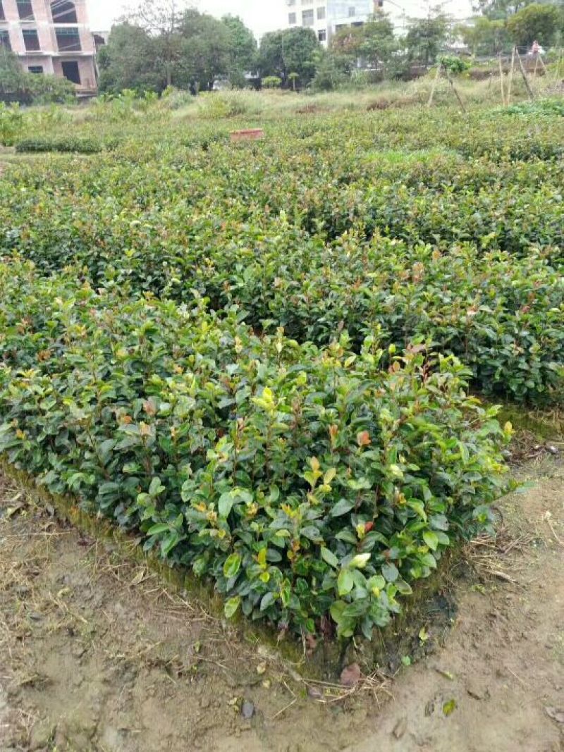 油茶苗10~29cm