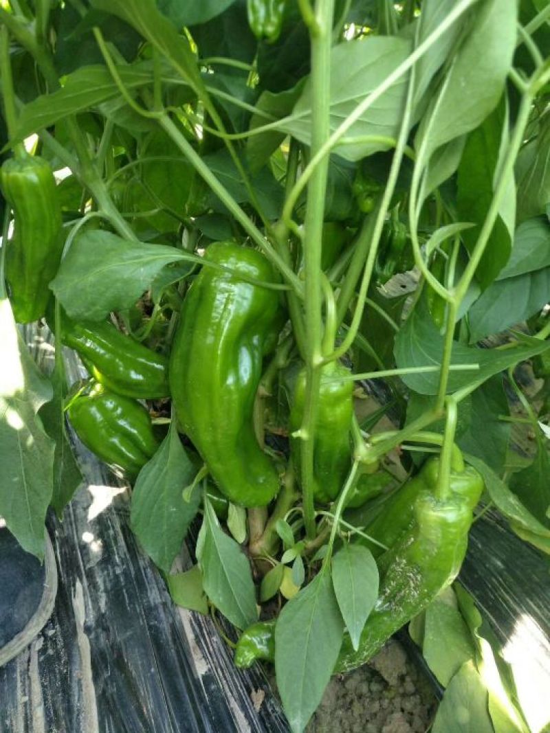 潼南基地大棚薄皮椒5~10厘米中辣青，基地直供