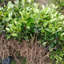 油茶苗10~29cm