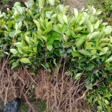 油茶苗10~29cm