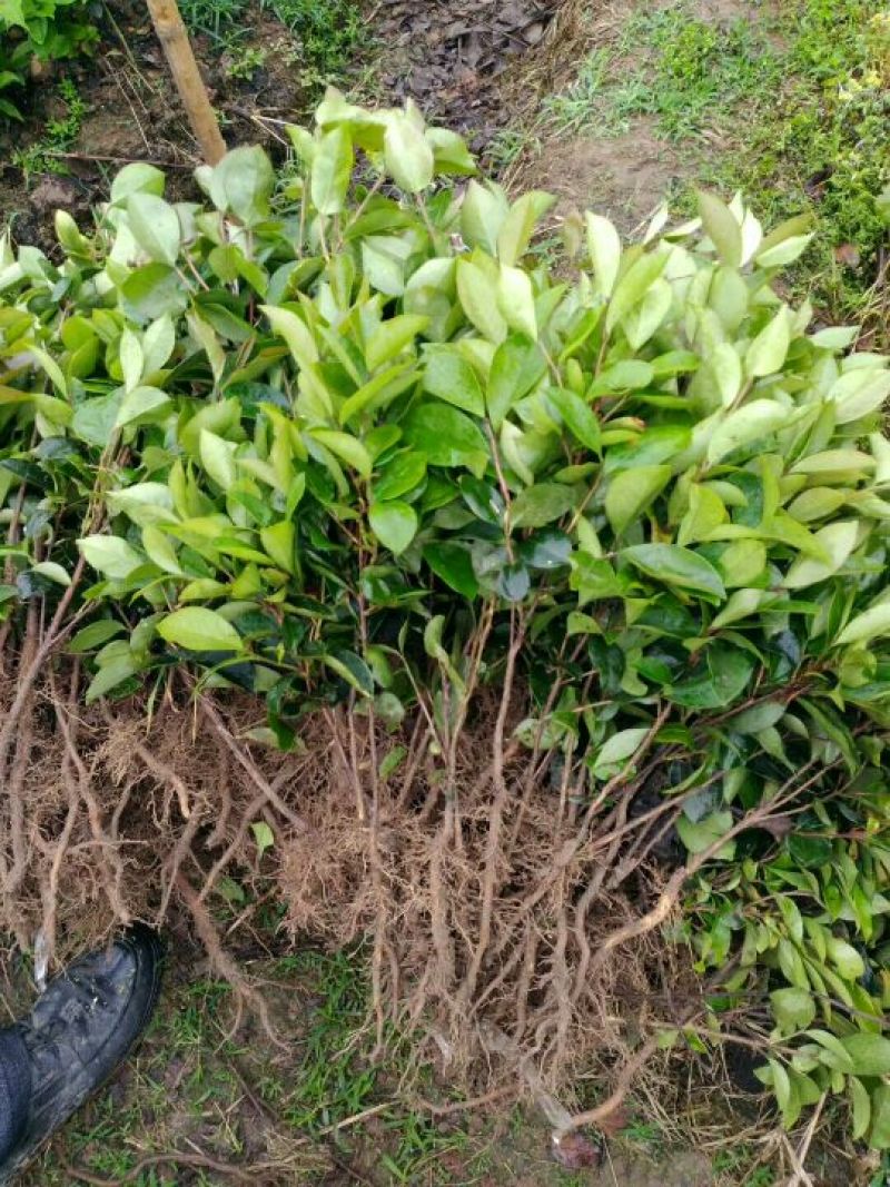 油茶苗10~29cm