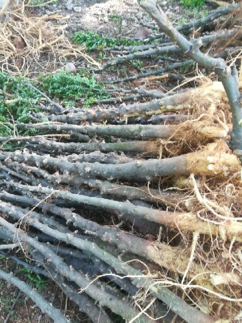 皂角树4~6cm4~6cm1.5~2米