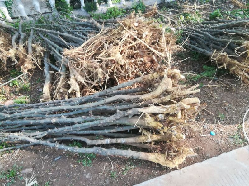皂角树4~6cm4~6cm1.5~2米