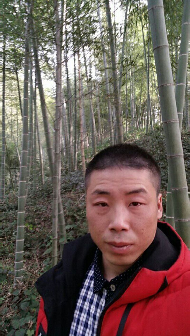 竹子3~4m