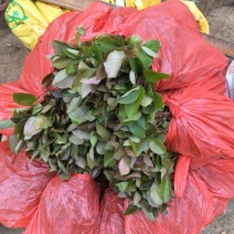 油茶苗10~29cm