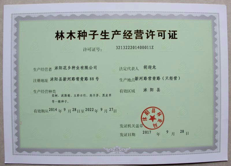 墨西哥玉米草种牧草种籽四季养殖多年生再生进口猪牛羊兔畜禽
