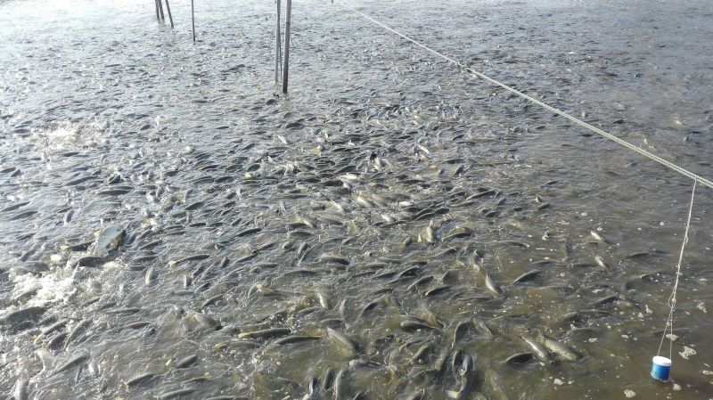 金草鱼食用人工养殖活鱼1.5~3公斤