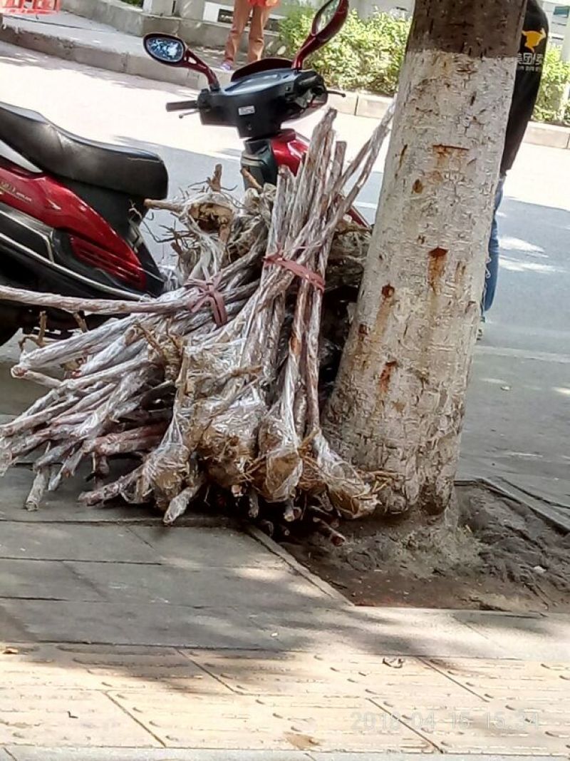 红刺藤