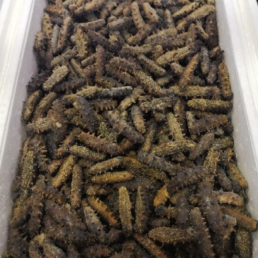 海参食用淡干