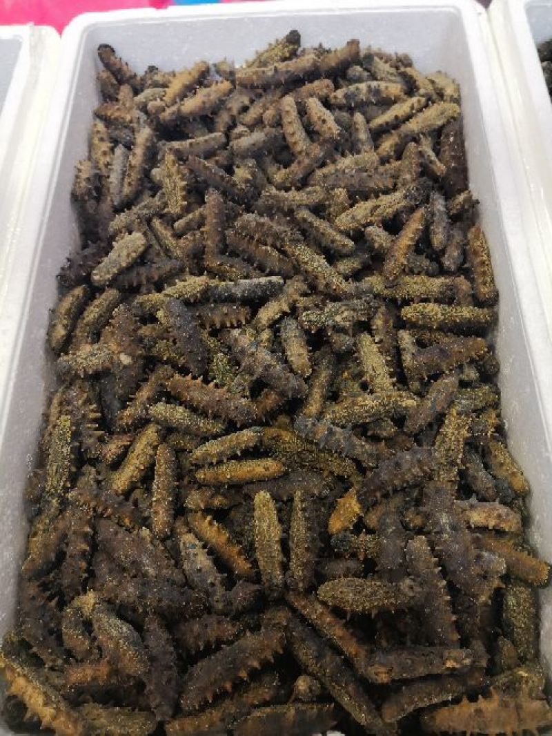 海参食用淡干