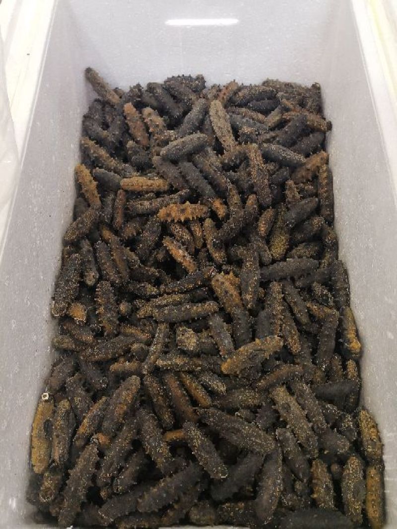 海参食用淡干
