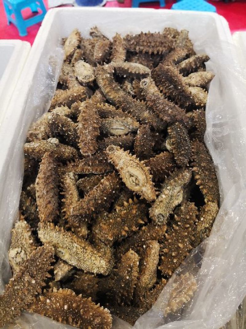 海参食用淡干