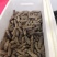 海参食用淡干