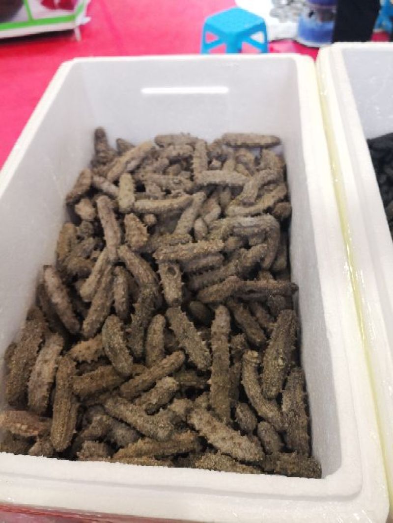 海参食用淡干