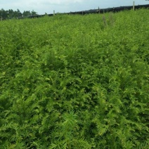 红豆杉2cm以下4cm以下0.5~1米