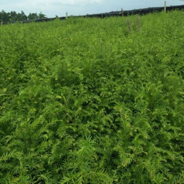 红豆杉2cm以下4cm以下0.5~1米