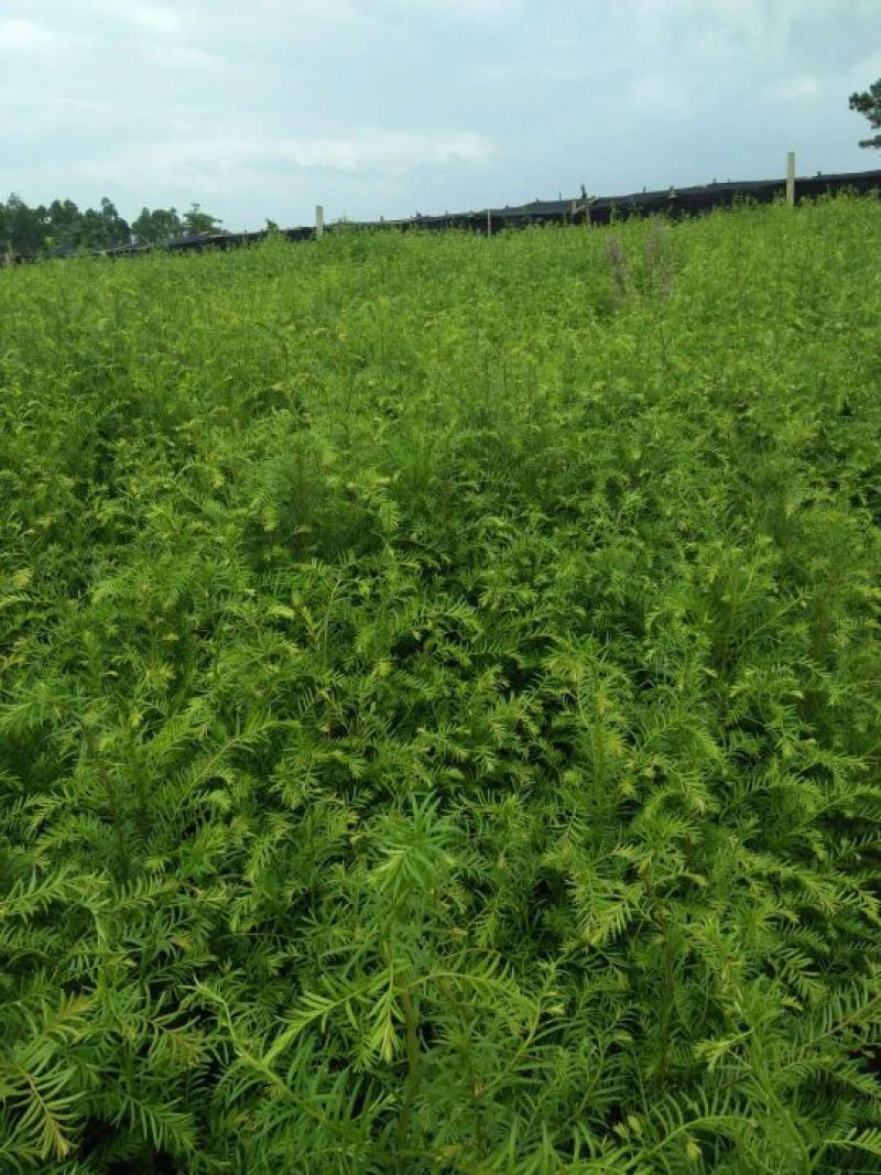 红豆杉2cm以下4cm以下0.5~1米