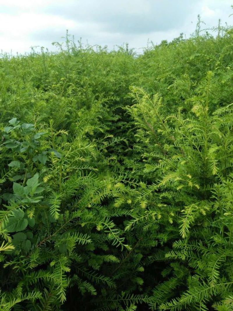 红豆杉2cm以下4cm以下0.5~1米