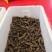 海参食用淡干