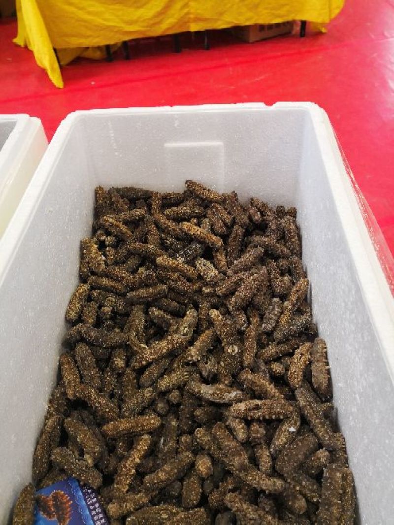 海参食用淡干