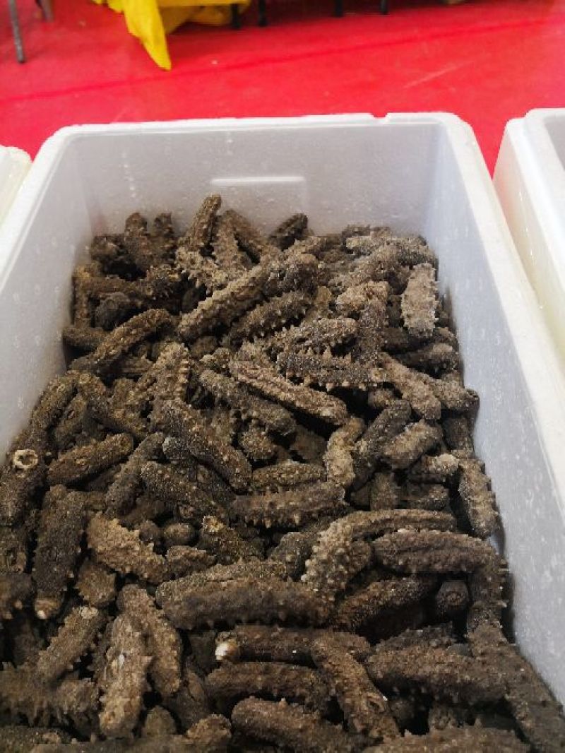 海参食用淡干