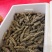 海参食用淡干