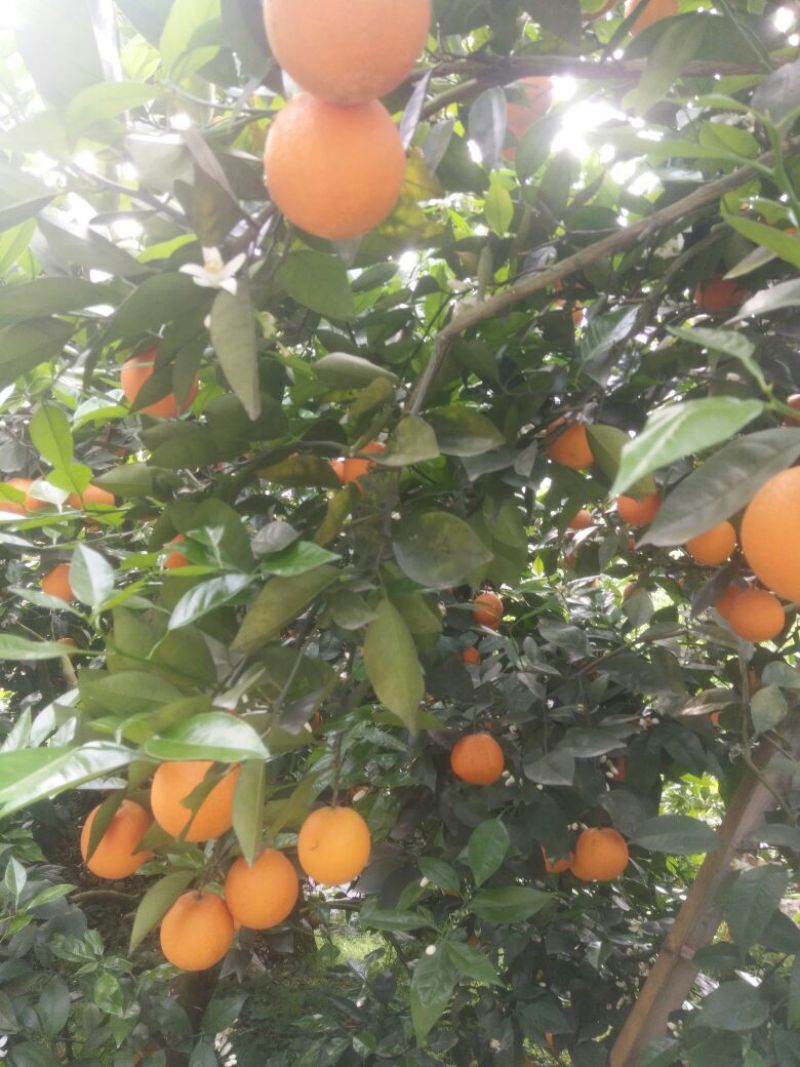 夏橙，石头山上的橙子，皮细，汁多，肉美，广东爱吃的水果，
