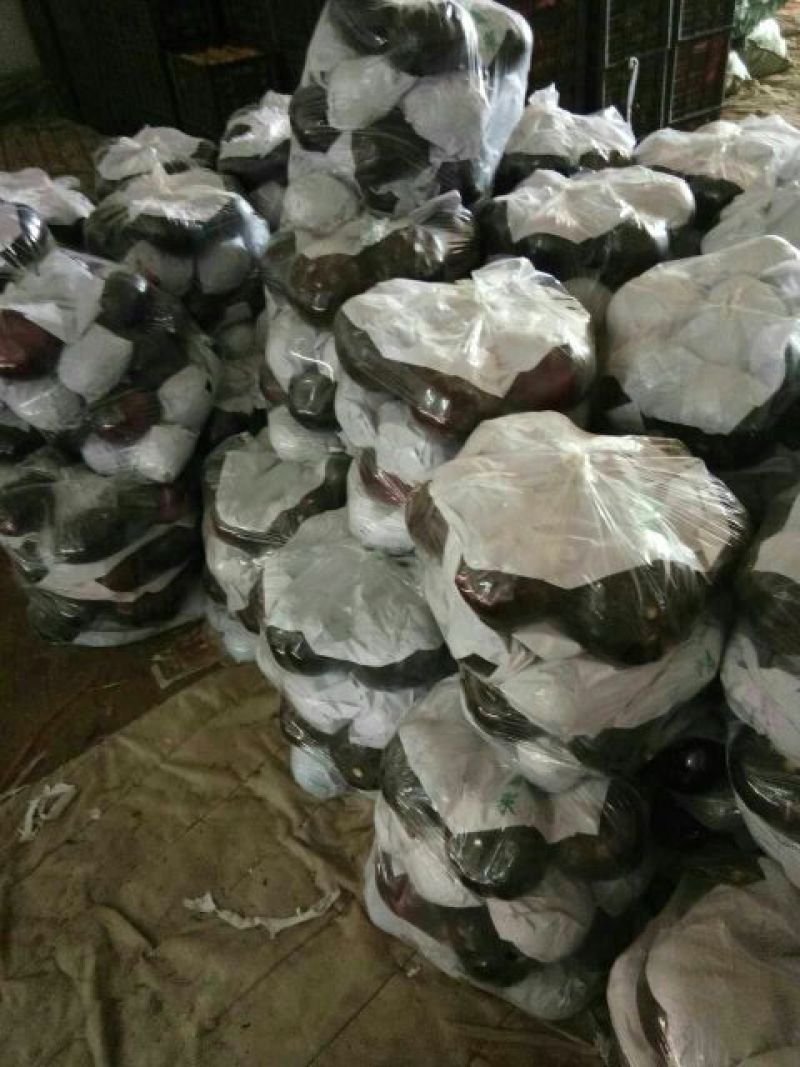 暖棚快圆茄5两以上