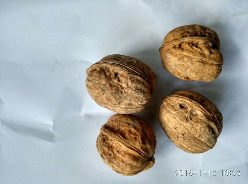 薄皮核桃30mm以上青皮干