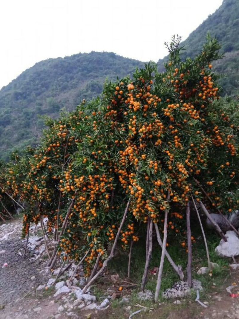 马水桔，个头大，产地直销，无污染，好货，