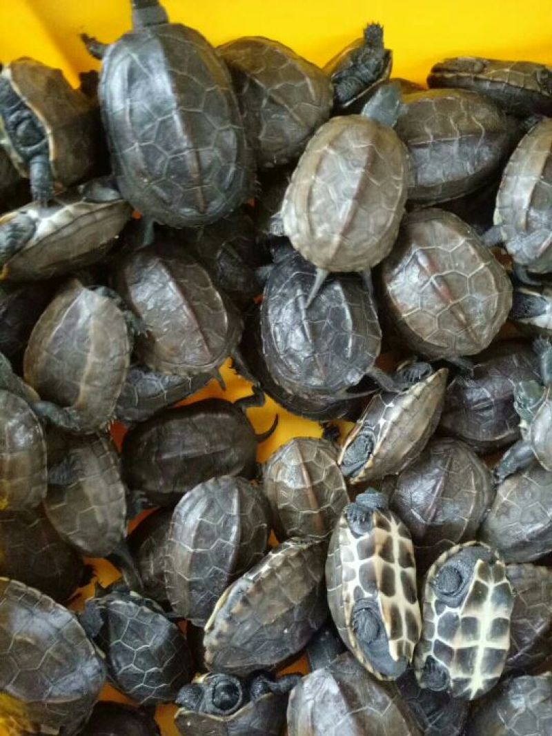 乌龟苗4月