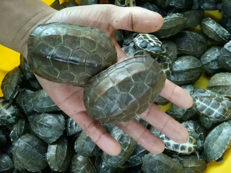 乌龟苗4月